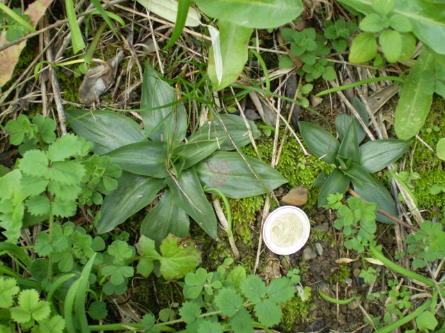 potrebbe trattarsi di orchidee?